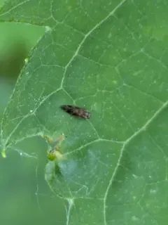 Peripsocus subfasciatus thumbnail 4