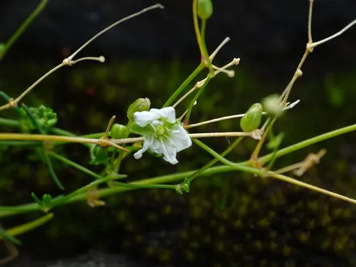 Rock Stitchwort