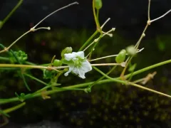 Rock Stitchwort thumbnail 1