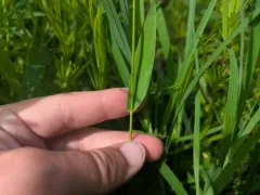northern witchgrass thumbnail 1