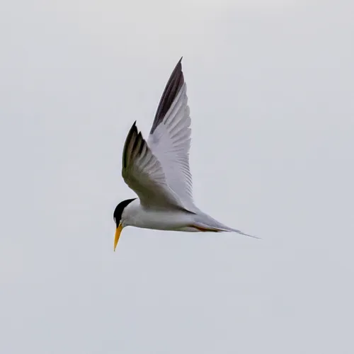 Least Tern