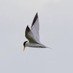 Least Tern thumbnail 1