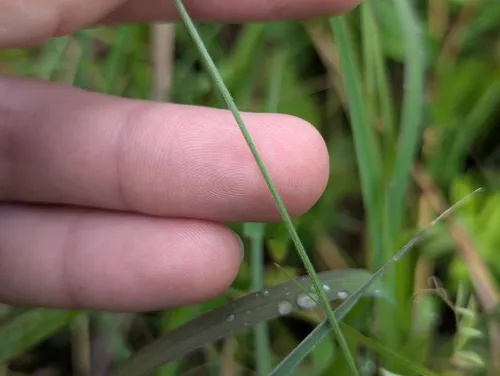 Hairy Fimbristylis