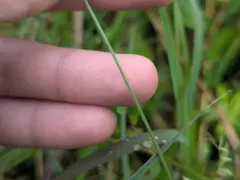 Hairy Fimbristylis thumbnail 1