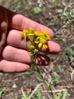 Fendler's ragwort thumbnail 3