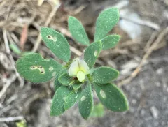 riverbar bird's-foot trefoil thumbnail 4