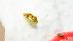 Neolygus tiliae thumbnail 3