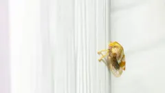 Cyrtolobus pictus thumbnail 3
