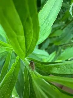 Aphrodes makarovi thumbnail 2