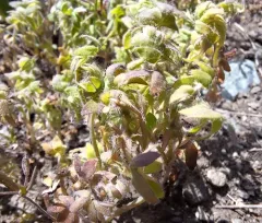 great basin nemophila thumbnail 4