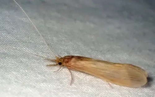 Oecetis ochracea