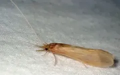 Oecetis ochracea thumbnail 1