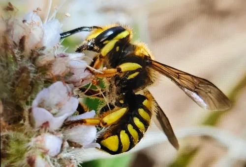 Illustrated Woolcarder Bee