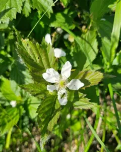 Ithaca blackberry thumbnail 3