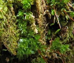 Red-mouthed Leafy Moss thumbnail 4