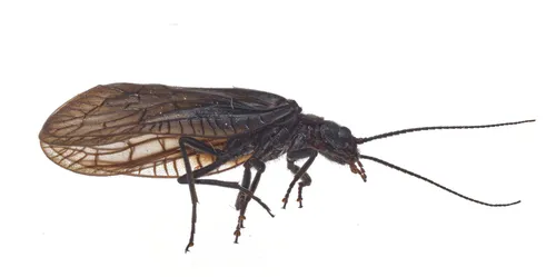 Sialis vagans