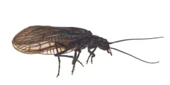 Sialis vagans thumbnail 1