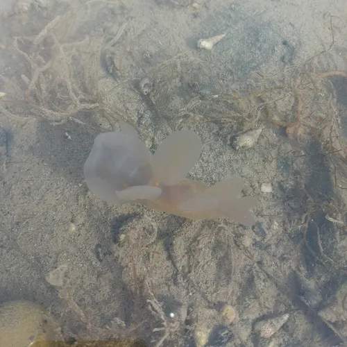 Hooded Nudibranch