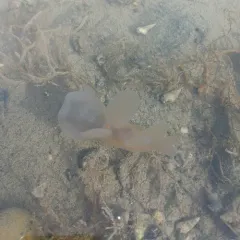 Hooded Nudibranch thumbnail 1