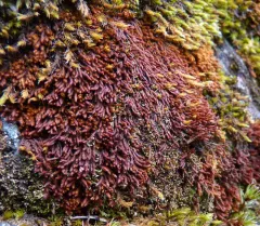 Black Rock Moss thumbnail 4
