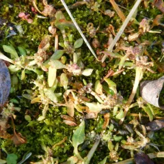 red pigweed thumbnail 3
