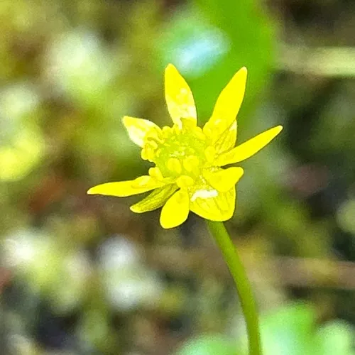 Lapland Buttercup