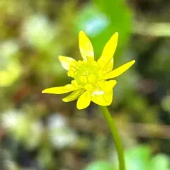 Lapland Buttercup thumbnail 1