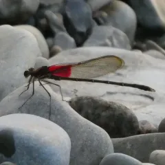 American Rubyspot thumbnail 3