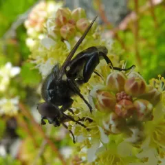 Western Longnose thumbnail 2