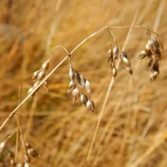 northern sweetgrass thumbnail 2