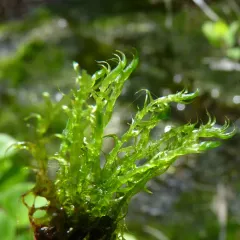 Kneiff's hook-moss thumbnail 4