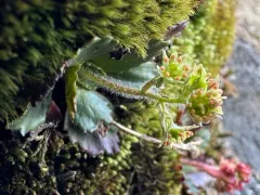 Olympic Saxifrage thumbnail 3
