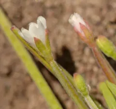 marsh willowherb thumbnail 2