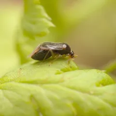American Bracken Bug thumbnail 4