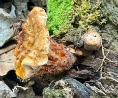 Polyporus fagicola thumbnail 2