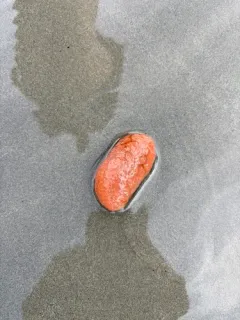 Fused Orange Social Ascidian thumbnail 3