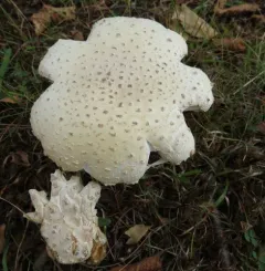 Great Funnel-Veil Amanita thumbnail 2