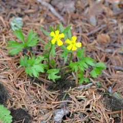Eschscholtz's Buttercup thumbnail 4