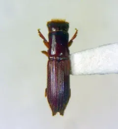 Treptoplatypus wilsoni thumbnail 1