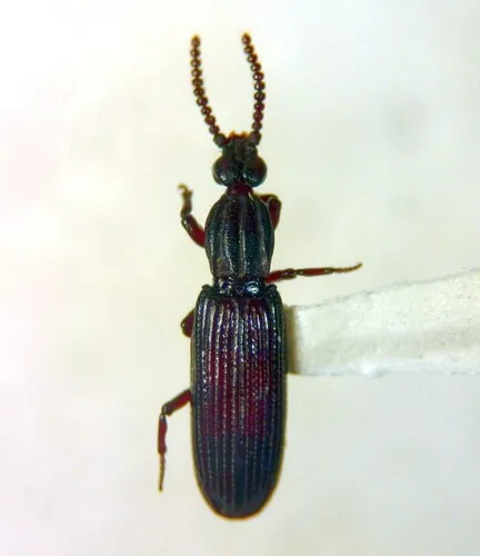 Omoglymmius hamatus