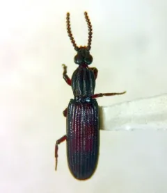 Omoglymmius hamatus thumbnail 1
