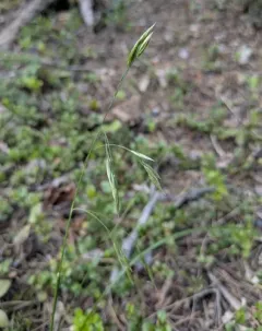 Altai fescue thumbnail 3