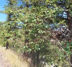 Cusick's serviceberry thumbnail 4