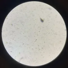 Gerhardtia foliicola thumbnail 4