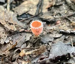 Pink Fringed Faery Cup thumbnail 3