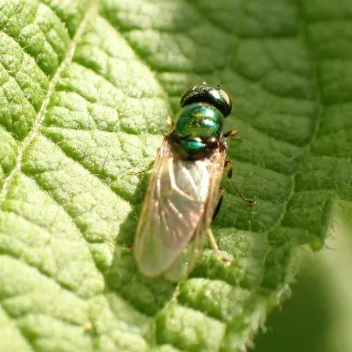 Black-horned Gem Fly
