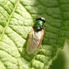 Black-horned Gem Fly thumbnail 1