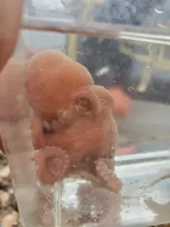 Keeled Octopus thumbnail 1