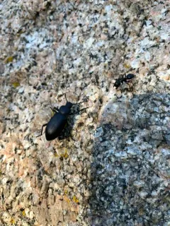 Iphthiminus lewisii thumbnail 1