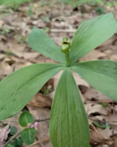 Small Whorled Pogonia thumbnail 3